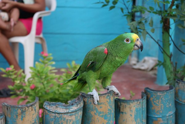 Effective Strategies for Leash Training Your Gordon Setter: Stop Pulling on Walks!