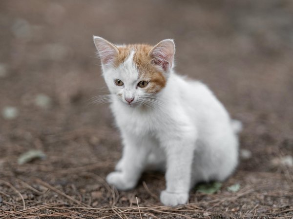 Essential Tips for Socializing a Rescue Boston Terrier with a Troubling Past