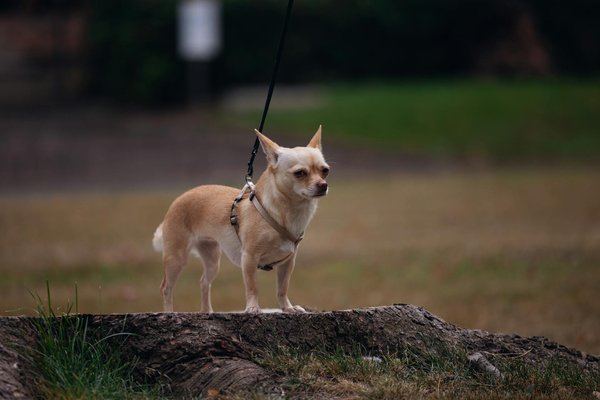 What initiatives are being taken in the UK to save the bumblebee from declining numbers?