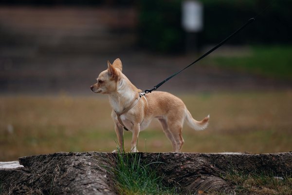 How can urban planners integrate bird-friendly designs in UK cities?