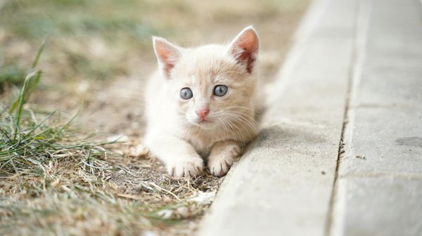 What is the impact of garden pesticides on UK soil organisms, and how can gardeners reduce it?