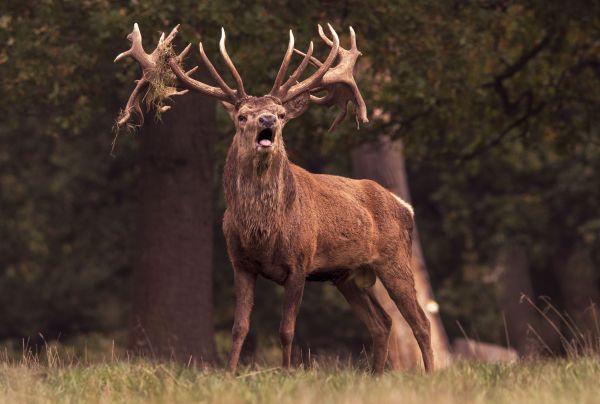 What are the ethical considerations of wildlife photography in the UK?